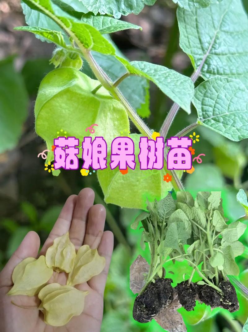 有一种水果叫菇娘，用大棚种植菇娘的技术有哪些，水果姑娘的种植技术与管理。 有一种水果叫菇娘，用大棚种植菇娘的技术有哪些，水果姑娘的种植技术与管理。 蔬菜种植