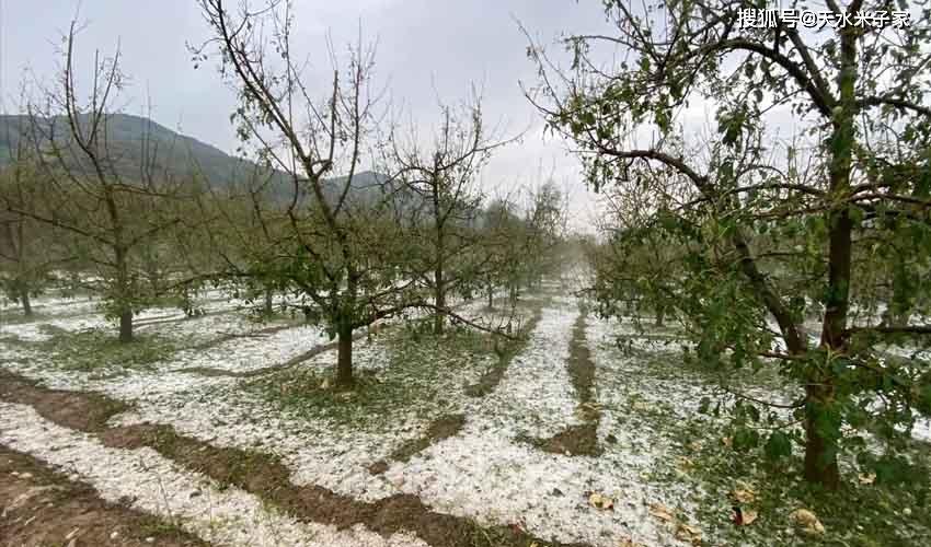 冰雹过后，果园如何补救，水果种植如何防冰雹呢。 冰雹过后，果园如何补救，水果种植如何防冰雹呢。 土壤施肥