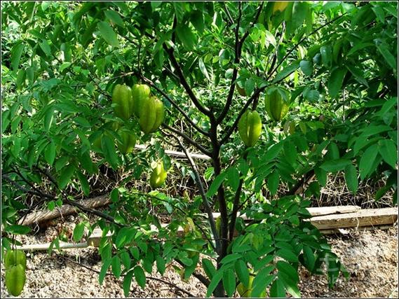 杨桃树适合河南种植吗，水果之乡杨桃种植基地在哪里。 杨桃树适合河南种植吗，水果之乡杨桃种植基地在哪里。 蔬菜种植