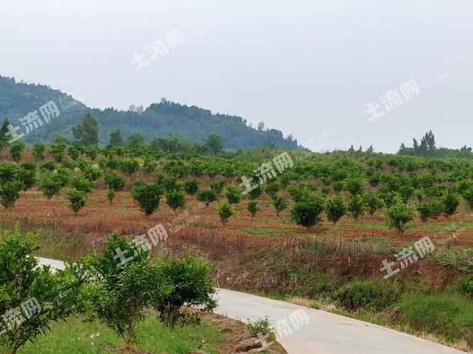 南充哪里最繁华，仪陇水果种植面积多少亩。 南充哪里最繁华，仪陇水果种植面积多少亩。 蔬菜种植