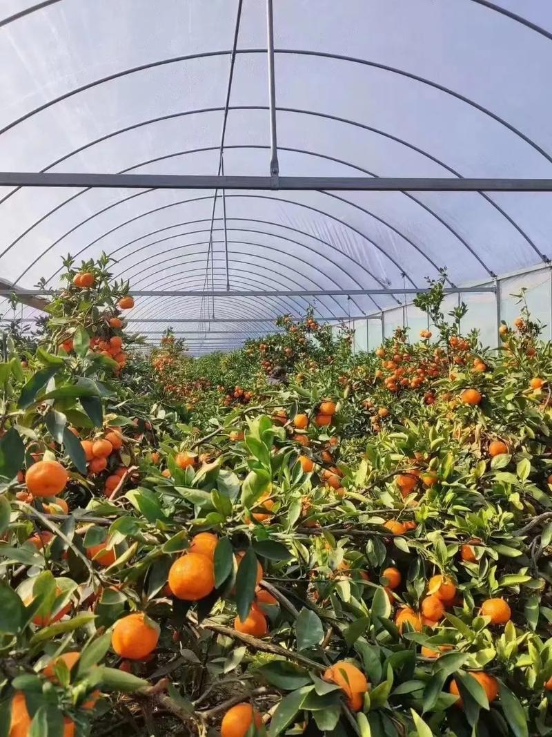 台州四大水果是什么，台州蔬菜水果种植基地。 台州四大水果是什么，台州蔬菜水果种植基地。 家禽养殖