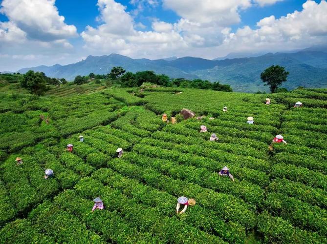 广东阳江当地有没有什么特产茶叶呢，阳西水果种植面积多少亩。 广东阳江当地有没有什么特产茶叶呢，阳西水果种植面积多少亩。 蔬菜种植