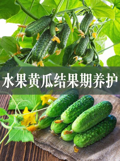 黄瓜放阳台要裹保鲜膜吗，阳台种植水果黄瓜管理方法。 黄瓜放阳台要裹保鲜膜吗，阳台种植水果黄瓜管理方法。 家禽养殖