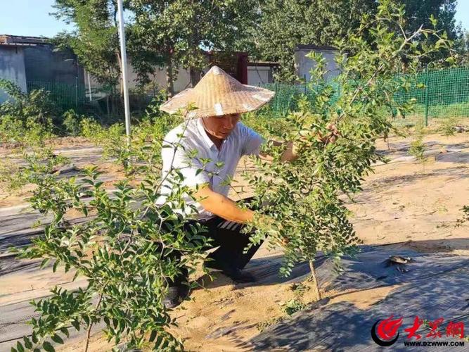 山枣长在什么地方，沅江水果种植基地。 山枣长在什么地方，沅江水果种植基地。 水果种植