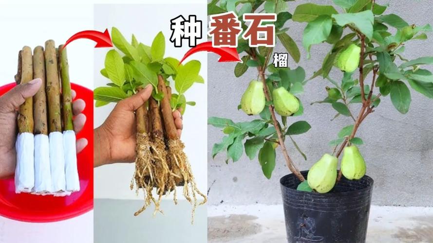 怎么种植番石榴，巴乐水果怎么种植的。 怎么种植番石榴，巴乐水果怎么种植的。 蔬菜种植