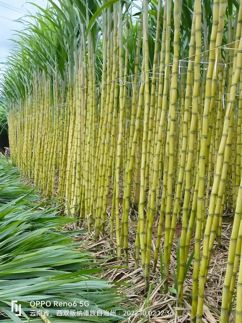 江淮地区适合种甘蔗吗，安徽水果甘蔗种植时间表。 江淮地区适合种甘蔗吗，安徽水果甘蔗种植时间表。 水果种植