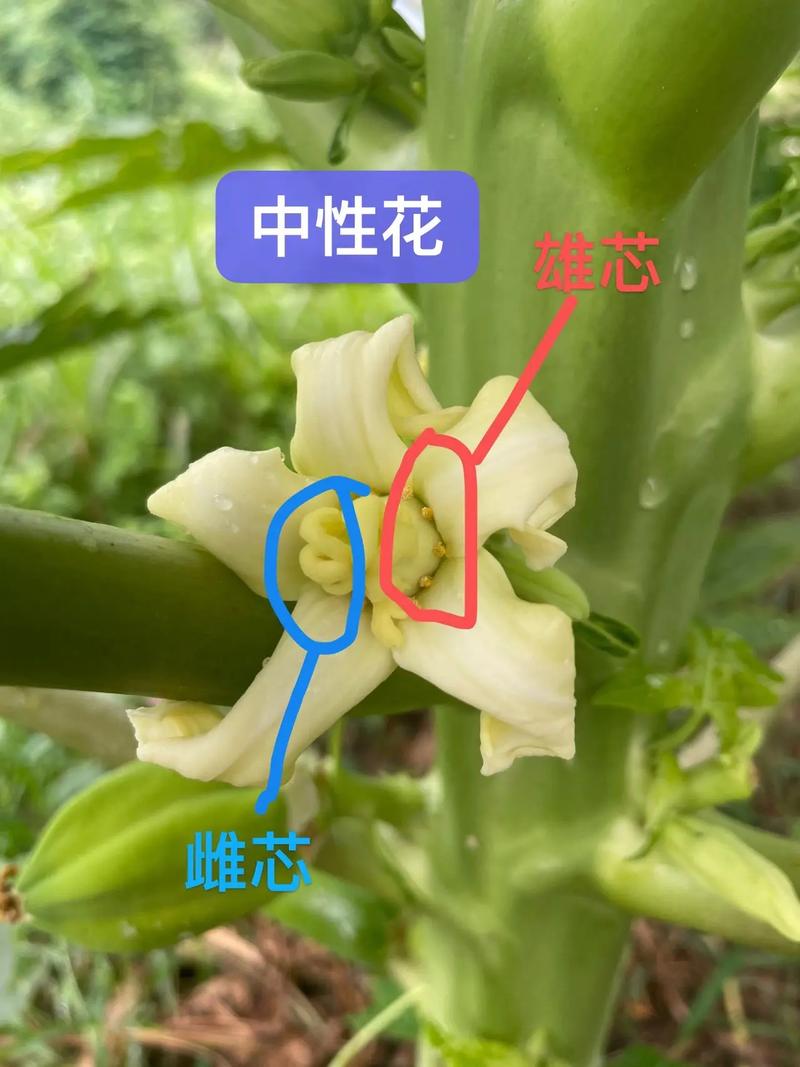 新晋网红水果，美容养颜的木瓜，该如何种植呢，水果子种植方法图解大全。 新晋网红水果，美容养颜的木瓜，该如何种植呢，水果子种植方法图解大全。 家禽养殖