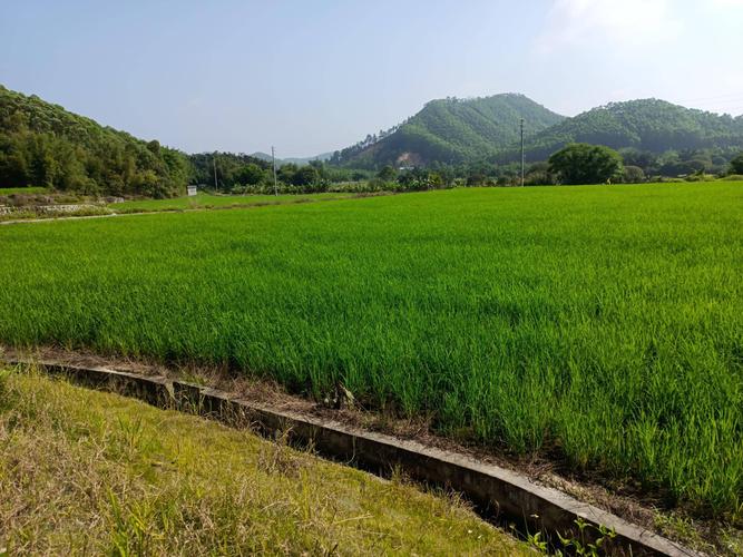 农村水田种树苗可以吗，水田种植水果玉米好吗视频。 农村水田种树苗可以吗，水田种植水果玉米好吗视频。 土壤施肥