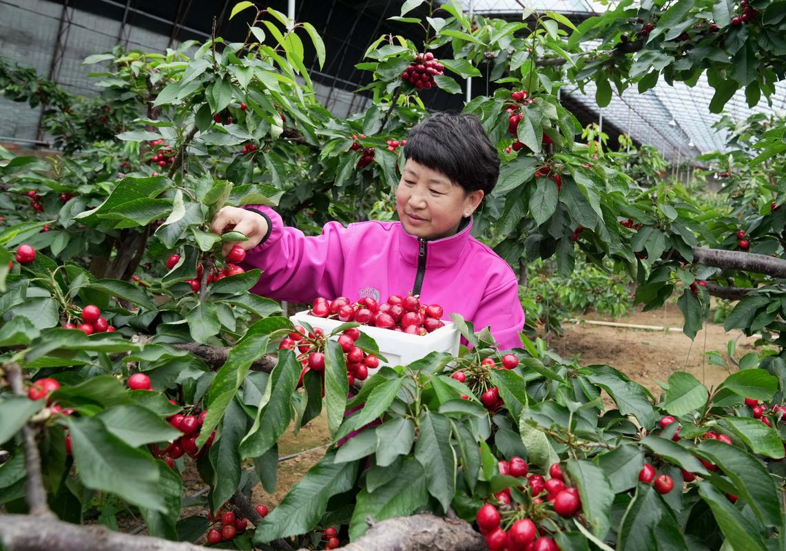 封龙山樱桃采摘园怎么样，鹿泉水果推荐种植基地。 封龙山樱桃采摘园怎么样，鹿泉水果推荐种植基地。 家禽养殖