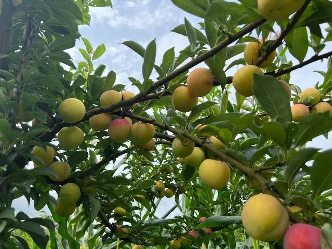 传世经典《诗经》要怎样读，桐梓水果桃子种植基地在哪里。 传世经典《诗经》要怎样读，桐梓水果桃子种植基地在哪里。 土壤施肥