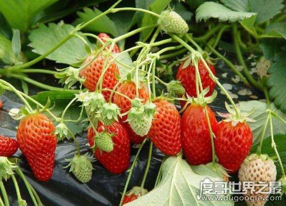 农村大规模种植（草莓🍓，樱桃，杨梅，桃子）都是应季水果，怎么做到深加工快速消费，网红水果怎么种植的。 农村大规模种植（草莓🍓，樱桃，杨梅，桃子）都是应季水果，怎么做到深加工快速消费，网红水果怎么种植的。 水果种植