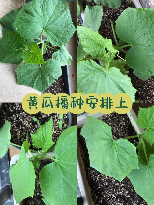 黄瓜种子的种植方法，水果黄瓜的种子种植方法。 黄瓜种子的种植方法，水果黄瓜的种子种植方法。 蔬菜种植