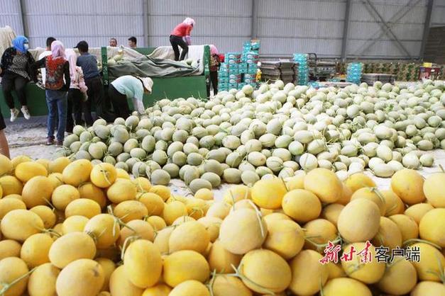 兰州大型水果批发市场，甘肃特殊水果种植基地有哪些。 兰州大型水果批发市场，甘肃特殊水果种植基地有哪些。 水果种植