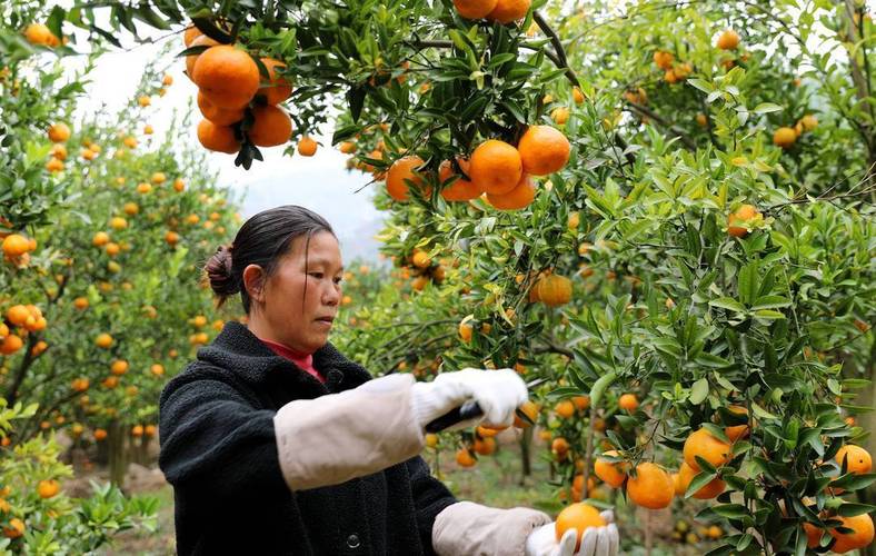 南方广东广西两广片区4月份适合种植什么蔬果，南方水果种植新模式有哪些。 南方广东广西两广片区4月份适合种植什么蔬果，南方水果种植新模式有哪些。 土壤施肥