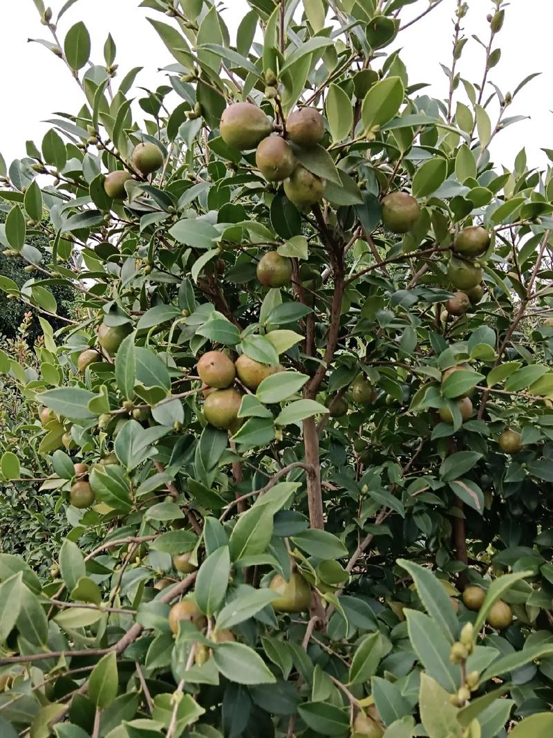 新茶园套种什么经济作物好，种植新型水果有哪些种类。 新茶园套种什么经济作物好，种植新型水果有哪些种类。 畜牧养殖