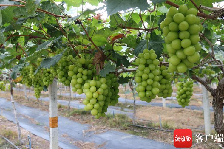 云南葡萄产地，云南水果玫瑰种植基地在哪里。 云南葡萄产地，云南水果玫瑰种植基地在哪里。 畜牧养殖