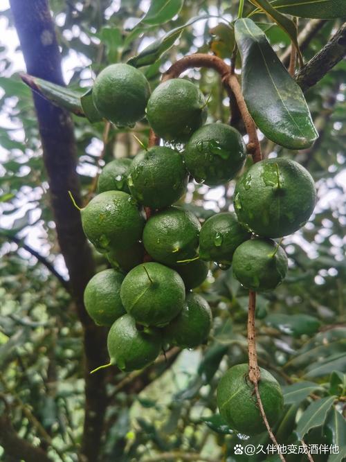 夏威夷果长在什么树上?夏威夷果树生长环境是怎样的，夏威夷种植什么水果最多呢。 夏威夷果长在什么树上?夏威夷果树生长环境是怎样的，夏威夷种植什么水果最多呢。 家禽养殖