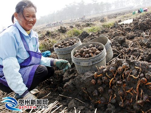 全国哪里产的马蹄最好，四塘镇种植水果基地。 全国哪里产的马蹄最好，四塘镇种植水果基地。 水果种植