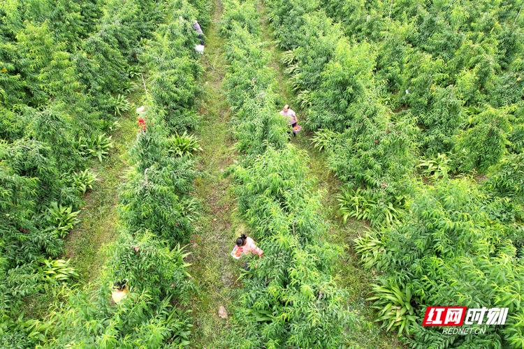 内江市水果种植面积，水果种植怎么计算亩数的。 内江市水果种植面积，水果种植怎么计算亩数的。 蔬菜种植