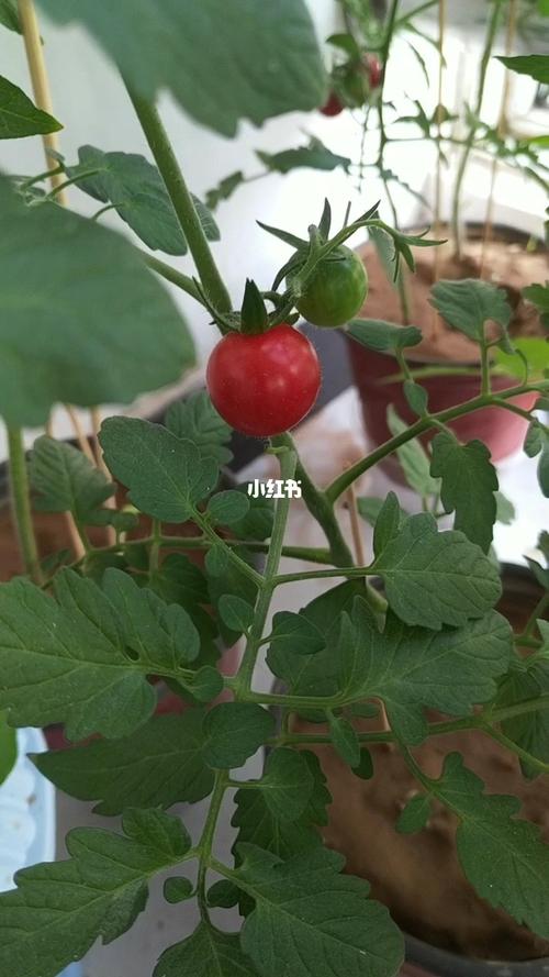 在室内种植黄瓜和西红柿可行么，家里能种植水果吗。 在室内种植黄瓜和西红柿可行么，家里能种植水果吗。 畜牧养殖