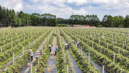 11月广西生鲜特产有什么，灌阳水果种植基地在哪里。 11月广西生鲜特产有什么，灌阳水果种植基地在哪里。 土壤施肥