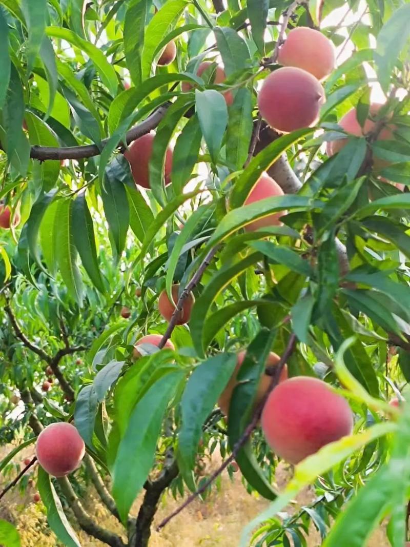 河南都有什么地方产毛桃，安阳水果种植面积排名榜。 河南都有什么地方产毛桃，安阳水果种植面积排名榜。 水果种植