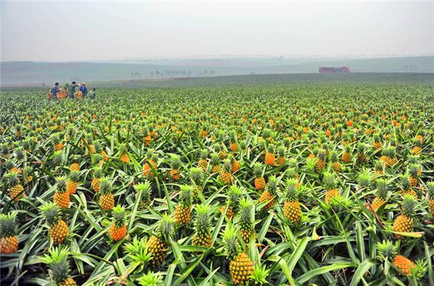 北京蓝菠萝环境科技怎么样，北京水果兰种植基地在哪里。 北京蓝菠萝环境科技怎么样，北京水果兰种植基地在哪里。 畜牧养殖