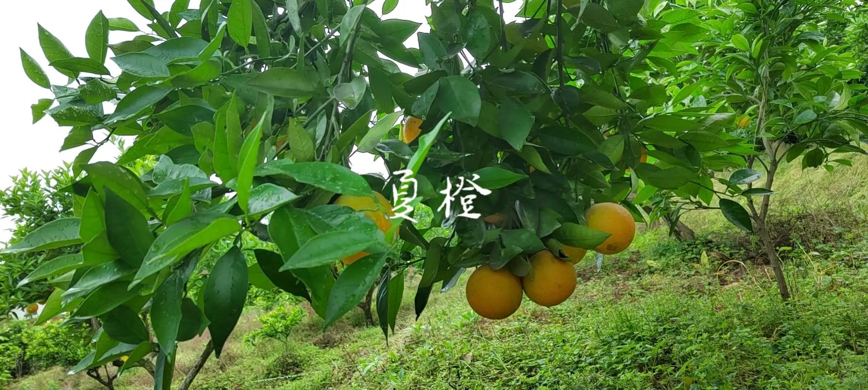 湖南适合种植什么水果，湖南土地适合种植水果吗。 湖南适合种植什么水果，湖南土地适合种植水果吗。 畜牧养殖