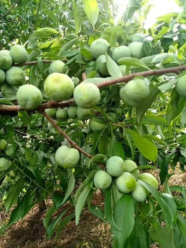 贵州遵义地区适合种植什么水果和养殖什么，贵阳附近水果种植地方有哪些。 贵州遵义地区适合种植什么水果和养殖什么，贵阳附近水果种植地方有哪些。 水果种植