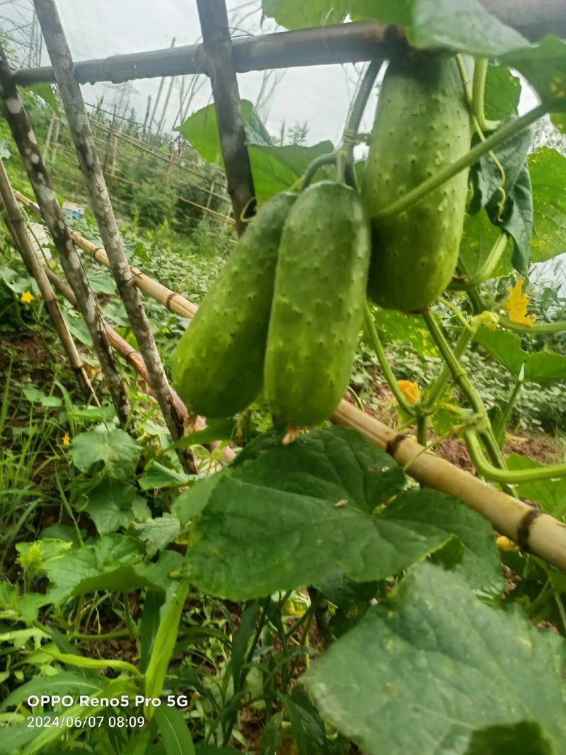 哪些水果蔬菜种植简单，易成活，很快结果的，土里什么水果最好种植呢。 哪些水果蔬菜种植简单，易成活，很快结果的，土里什么水果最好种植呢。 水果种植