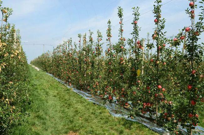 灵宝市面积，灵宝大棚水果种植面积多少。 灵宝市面积，灵宝大棚水果种植面积多少。 家禽养殖