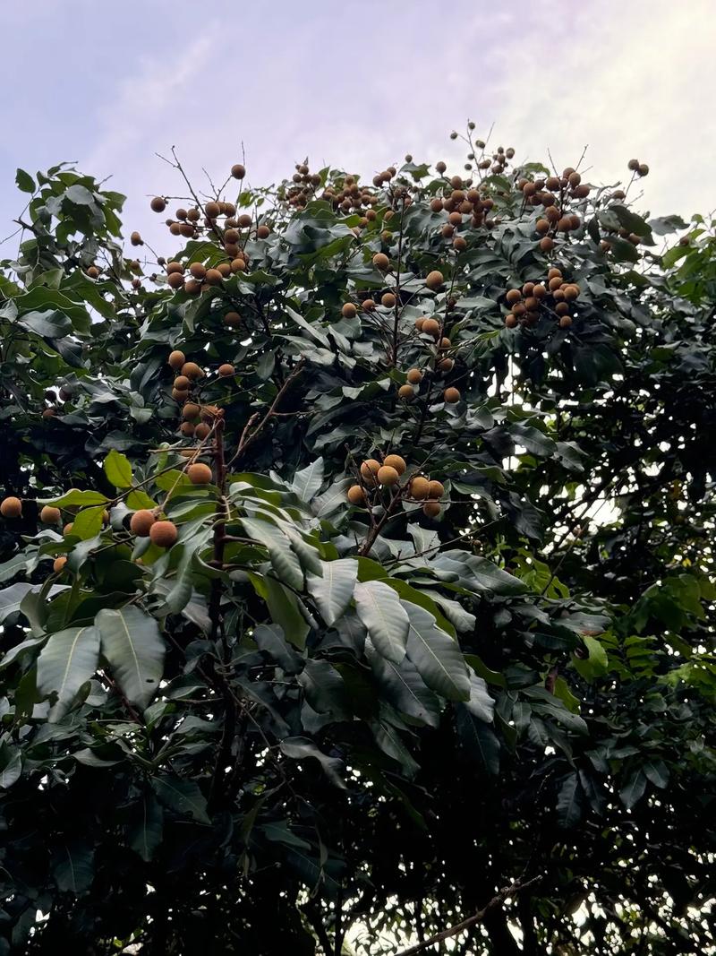 桂圆与荔枝能在什么地方生长，水果种植广西地方有哪些。 桂圆与荔枝能在什么地方生长，水果种植广西地方有哪些。 土壤施肥