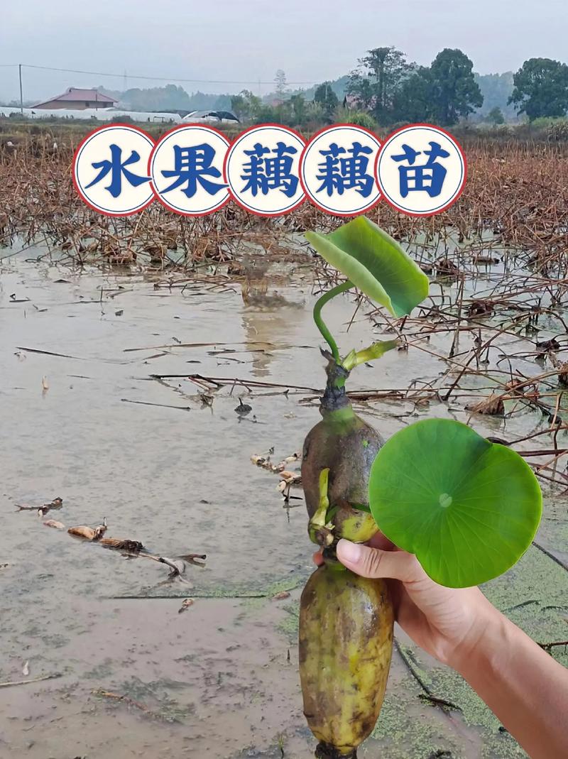 迟熟莲藕品种，水果藕种植条件是什么。 迟熟莲藕品种，水果藕种植条件是什么。 水果种植