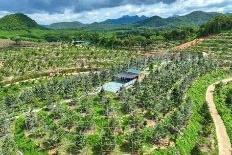 海南水果种植基地，海南水果内地种植面积。 海南水果种植基地，海南水果内地种植面积。 蔬菜种植