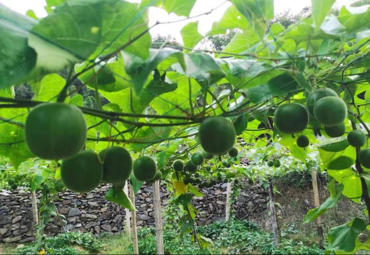 中山市港口有水果摘吗，港口水果种植基地在哪里。 中山市港口有水果摘吗，港口水果种植基地在哪里。 家禽养殖