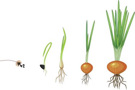 洋葱算水果还是食物，水果圆葱种植模式图。 洋葱算水果还是食物，水果圆葱种植模式图。 土壤施肥