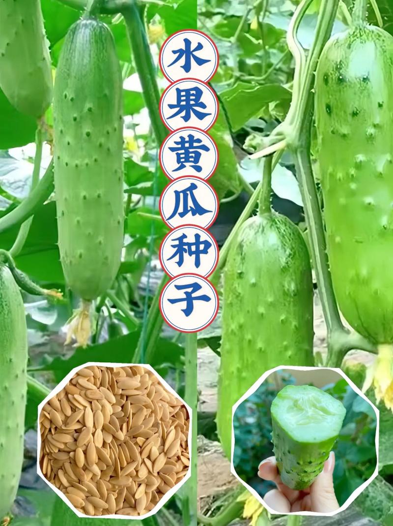 菜园里种了些黄瓜，怎么做才能让黄瓜结的又多又好，水果黄瓜拉网种植视频教程。 菜园里种了些黄瓜，怎么做才能让黄瓜结的又多又好，水果黄瓜拉网种植视频教程。 水果种植