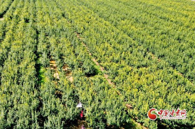 甘肃张掖适合种什么，林地种植什么水果最好。 甘肃张掖适合种什么，林地种植什么水果最好。 家禽养殖