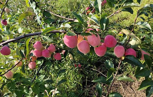 葫芦岛适合种植什么果树？能种香蕉吗，兴城水果苹果种植基地在哪里。 葫芦岛适合种植什么果树？能种香蕉吗，兴城水果苹果种植基地在哪里。 水果种植