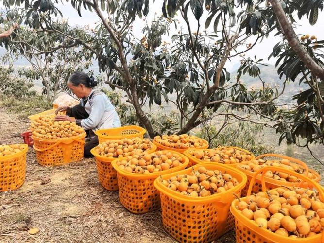 返乡创业，承包土地30多亩地种植樱桃、枇杷、蜂糖李、桃子、八月瓜、无花果，有前途吗，水果果园种植。 返乡创业，承包土地30多亩地种植樱桃、枇杷、蜂糖李、桃子、八月瓜、无花果，有前途吗，水果果园种植。 水果种植