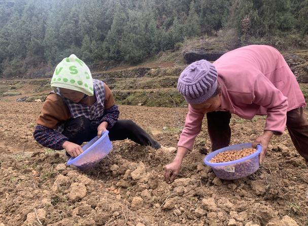 现在农村种植银杏树咋样，婺源水果种植基地。 现在农村种植银杏树咋样，婺源水果种植基地。 家禽养殖