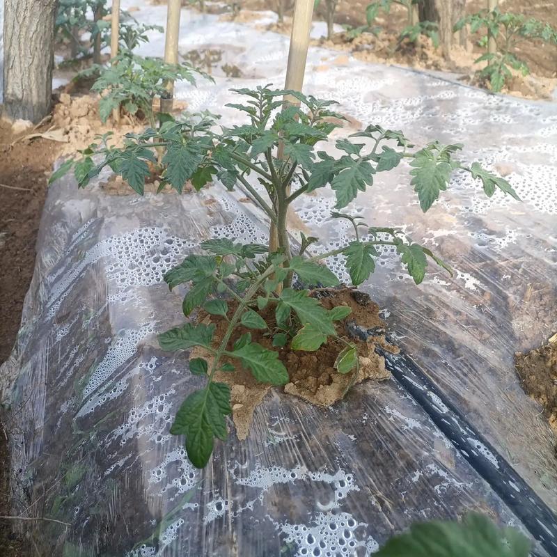 延安市主要农作物种植结构，延安水果种植户电话号码。 延安市主要农作物种植结构，延安水果种植户电话号码。 蔬菜种植