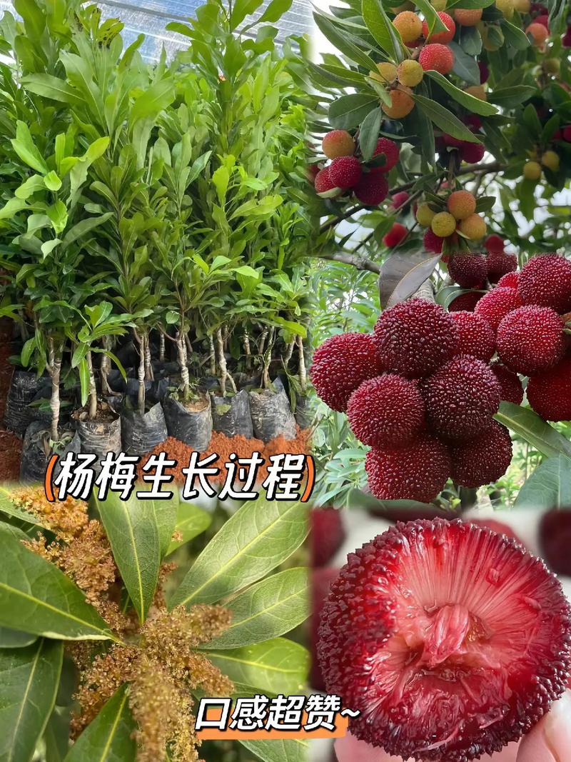 杨梅树怎么种植，杨梅和水果种植的区别。 杨梅树怎么种植，杨梅和水果种植的区别。 蔬菜种植