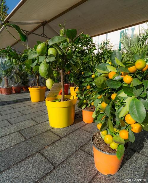 家里盆栽可以种植的水果，室内花盆种植水果好吗。 家里盆栽可以种植的水果，室内花盆种植水果好吗。 畜牧养殖