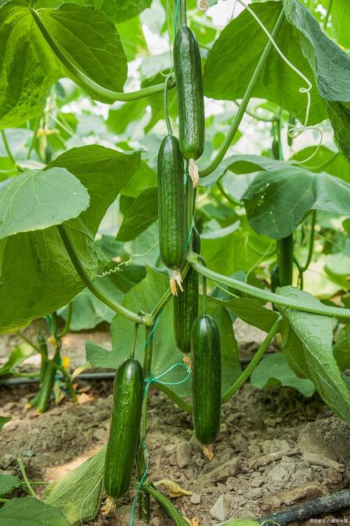 农业种植业什么前景最好，水果种植什么最好养活呢。 农业种植业什么前景最好，水果种植什么最好养活呢。 水果种植