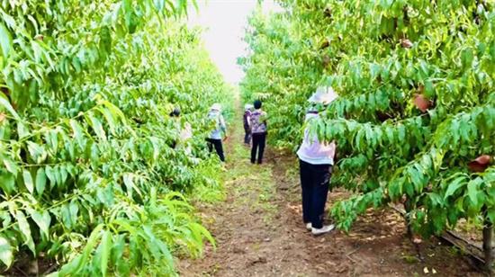 安徽特产水果，萧县水果种植基地在哪里。 安徽特产水果，萧县水果种植基地在哪里。 水果种植