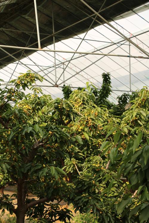 樱桃树的栽培技术，宁南都有什么水果种植基地。 樱桃树的栽培技术，宁南都有什么水果种植基地。 家禽养殖