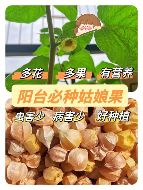 什么水果最容易种，种植水果的过程。 什么水果最容易种，种植水果的过程。 蔬菜种植