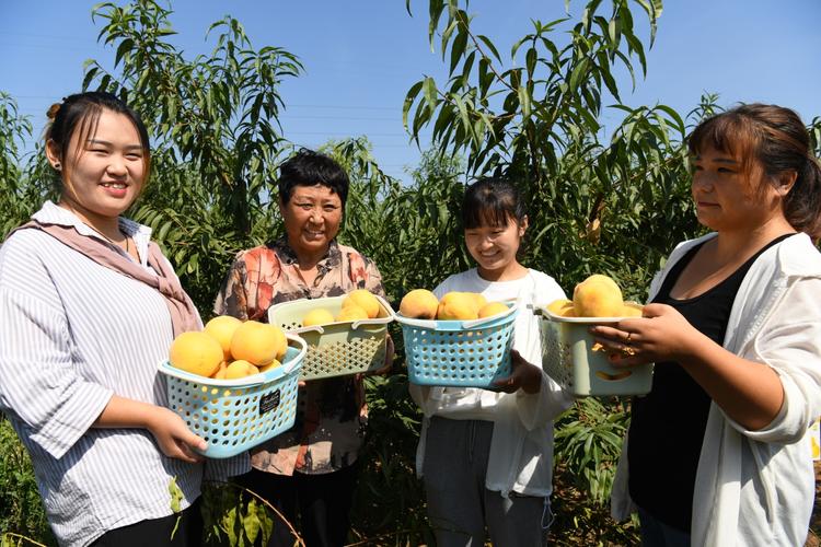 在河北省邯郸市种植什么水果经济效益最好，河北农民种植水果有补贴吗。 在河北省邯郸市种植什么水果经济效益最好，河北农民种植水果有补贴吗。 蔬菜种植