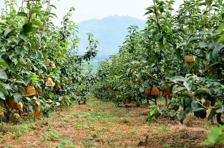 怎么运营大型水果多品种种植基地，水果种植户的销售渠道。 怎么运营大型水果多品种种植基地，水果种植户的销售渠道。 土壤施肥